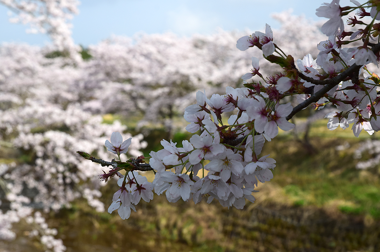 日野町川原の桜