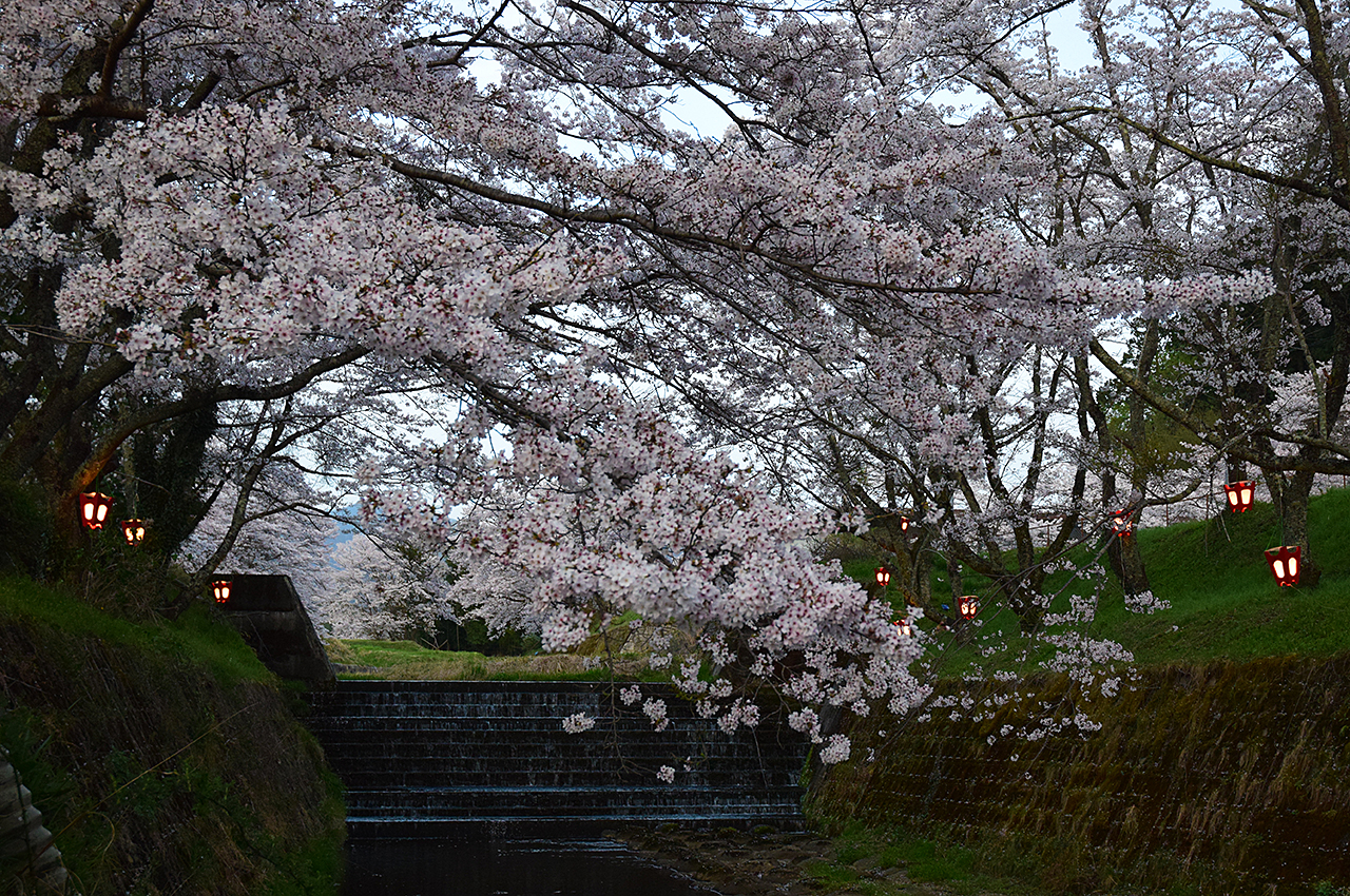 日野町川原の桜